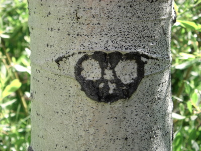 Aspen Tree, Owl Pattern.